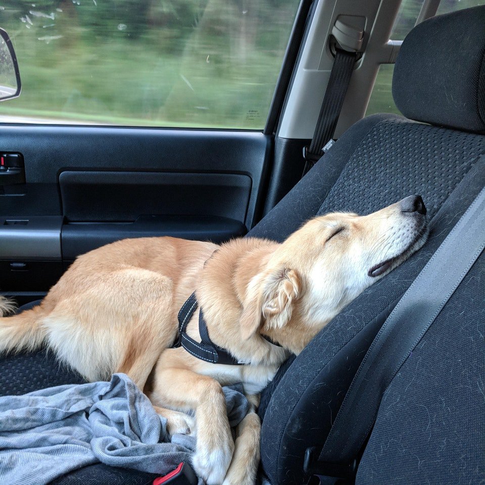 TheNatlDogShow's tweet image. Post walk blues for this good boy. Training for the National Dog Show Charity Walk on October 14 at Wilson Farm Park! Register at tinyurl.com/ydcj47tv
#nationaldogshow #wheredoyouwalk