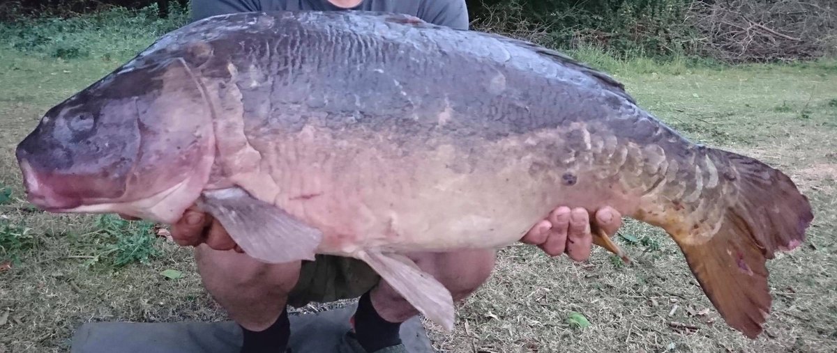 Cvtacklebait's tweet photo. One of our team members landed 2 mid 20s, he was using our lead clips, tungsten tubing, anti tangle sleeves and one of our vast selection of pop ups. Go to our website or our eBay page to find our great products at low prices. #qualityproducts #karpfenangeln #carp #inittowinit https://t.co/yrWkZkVp06