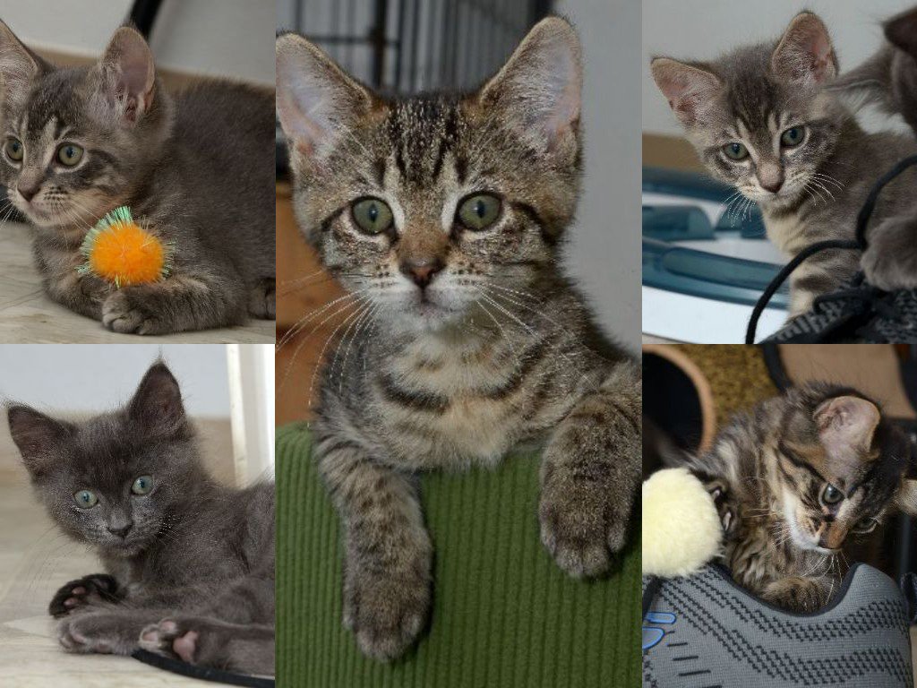 ChwkSafeHaven's tweet photo. #OrphanedKittens #ThankYouForYourSupport! Visits to our website from Facebook have increased by 33% in last 28 days.
There are 3 males/2 female kittens in this group. We don’t put kittens on website as they normally get adopted quickly so if you have questions, call the office. https://t.co/zjZyESGixu