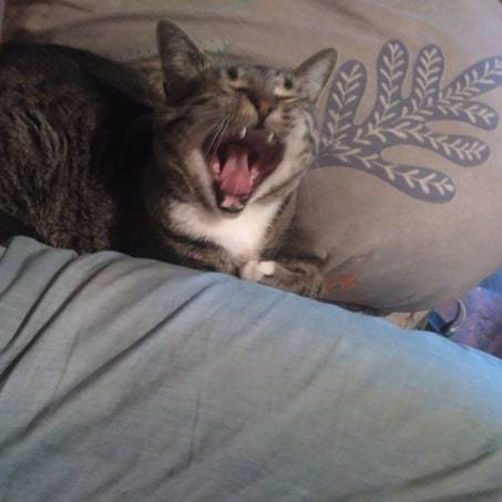 seri0us_cat's tweet photo. Поймал момент, когда котик зевает НЕ МОГУ НЕ ПОДЕЛИТЬСЯ СМОТРИТЕ КОТИК ЗЕВАЕТ :3 https://t.co/shBVFd8yk6 https://t.co/d0q1IANMRA