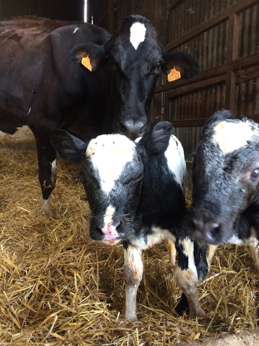 MenardMatthias's tweet photo. #naissance de #jumeaux aujourd’hui, un mâle et une femelle. Beau travail de la maman. #CeuxQuiFontLeLait #ceuxquifontlaviande #FrAgTw https://t.co/9vaxzvZO4G