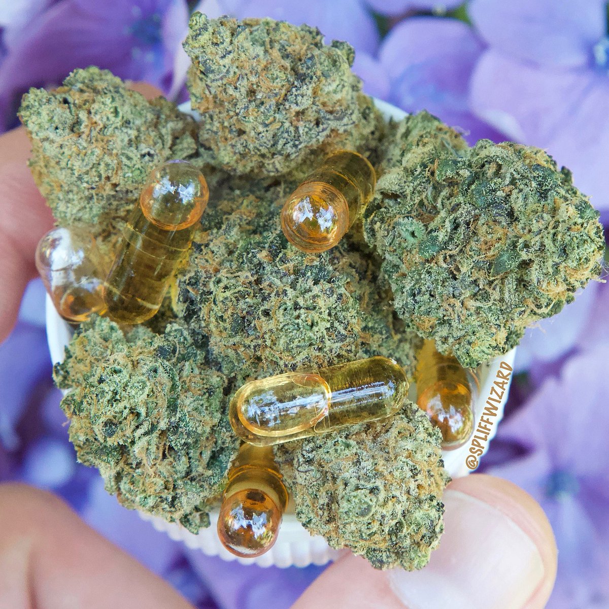 SpIiffWizard's tweet image. CBD capsules💊 sitting on Red Rocket 13 and 8541 OG !

#cannabis #highcbd #cbd #calyxes #trichome #indica #cbdoil #cannabisculture #HighTimesGreenRoom #thc #hightimesmagazine #kiffen #hightimes #spliffwizard