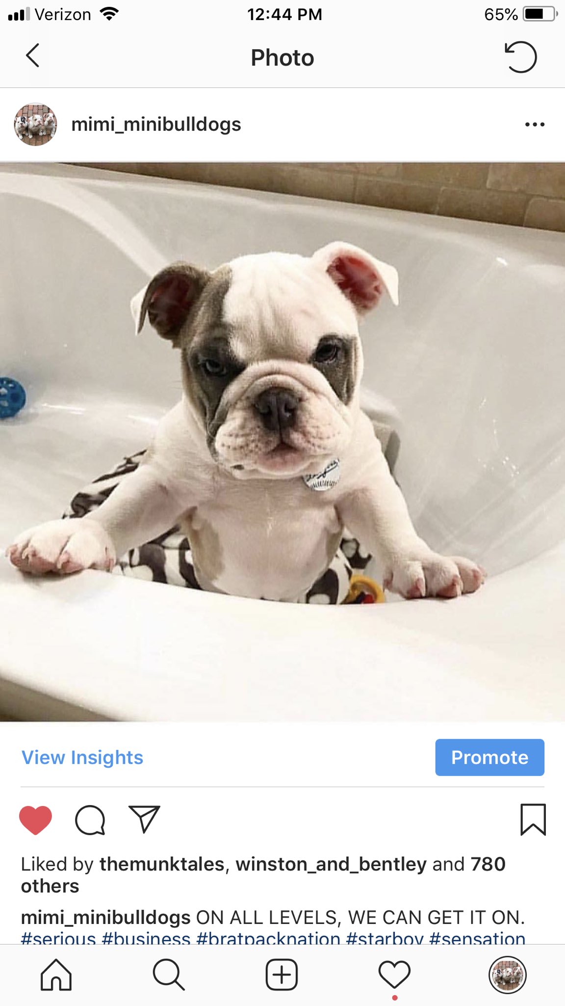 Mimi S Mini Bulldogs On Twitter What S Up World We Are Brat Pack Nation Pledge Your Allegiance