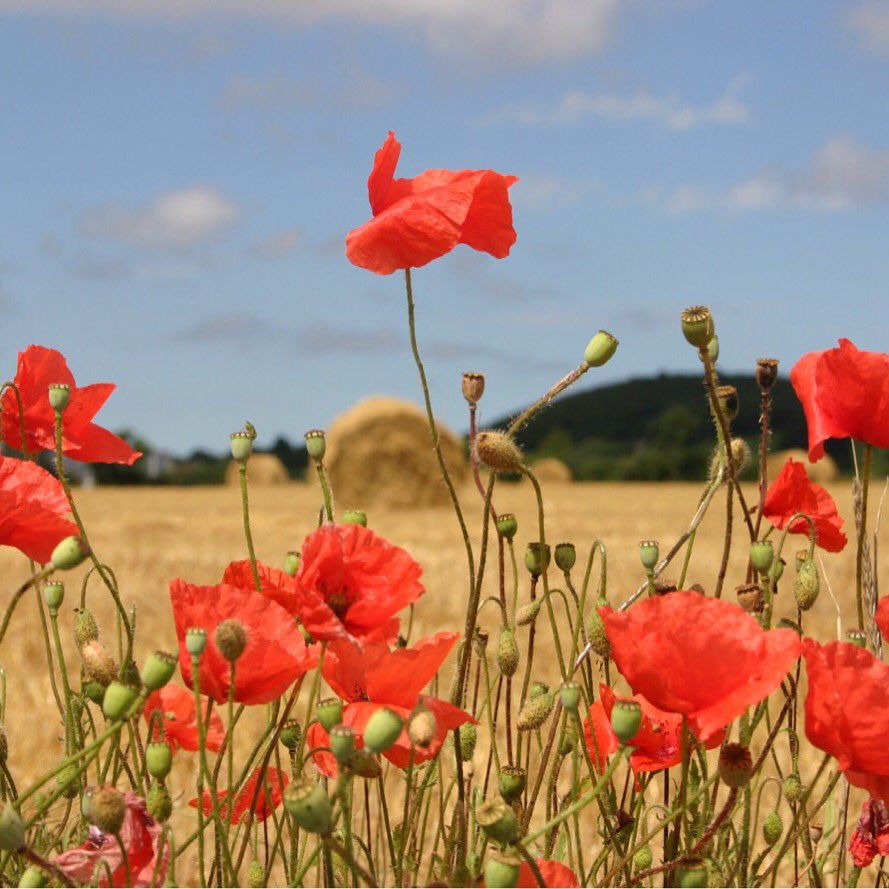 penhousedesign's tweet image. Penhouse colour palette... #red #pantone485 #warmred #harvest #poppies