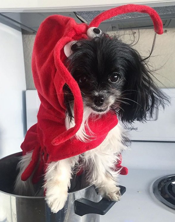 Happy Monday! What's cookin' today? 😋

#dogcostumes #doglobstercostume #redlobster #lobsterdog #lobstercostume  #MondayBlues #MindfulMonday #mondaymood #mondaymorning #mondayvibes #mondayfunday #mondayssuck #MotivationalMonday #MondayMotivation