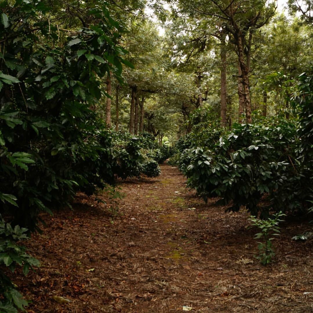 The best coffees in the world do not come from factory farms rather shade grown Botanical environments with multiple flair a and fauna. This is Garden Coffee, this is truely rare unique coffee. #beyondmarketing #nologo #coffee #specialtycoffee #shadegrown #competitioncoffee