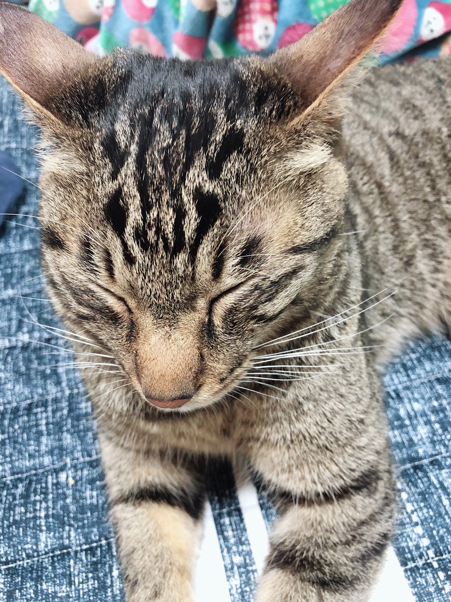 J3Natsu's tweet photo. ネ��ちゃんありがとう
安らかに眠ってください https://t.co/rpsvaWyrB8