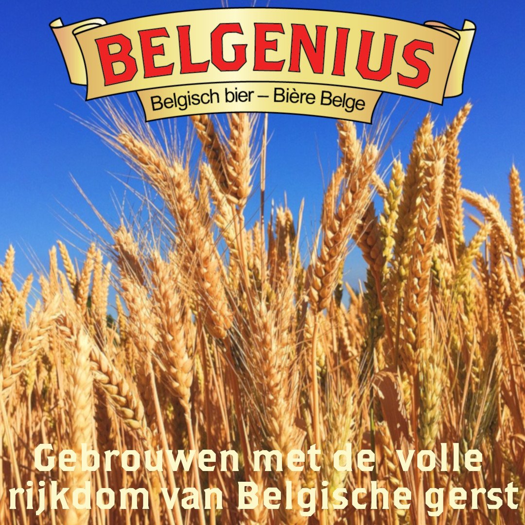 Belgeniusbeers's tweet photo. Al onze bieren worden gebrouwen met de volle rijkdom van Belgische gersten voor een betere smaak. #gerst #mout #bieren #bier #gerstennat #hier #gerstenat #gerst #mout #streekbier #streekbieren #streekbierfestival #belgischbier #belgisch #belgië #bierfestival https://t.co/sNV085J7h3