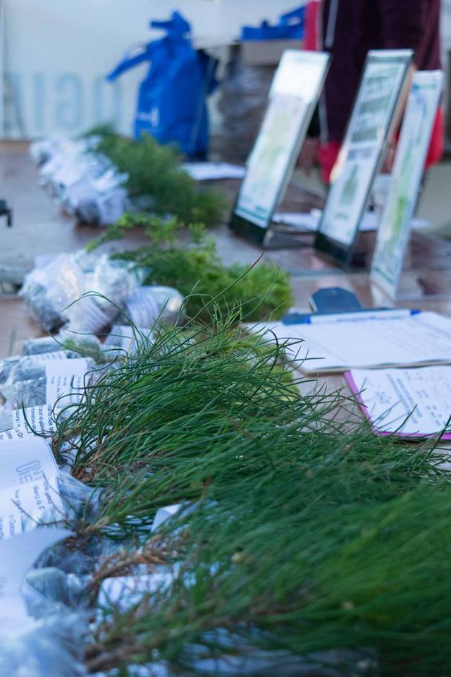 EcologyOttawa's tweet photo. Our #freesaplings don't come from nowhere! Donate to help us give away more trees to the people of Ottawa! #EcoOtt #TreeOtt #donate
https://t.co/bnNmlgYSV1 https://t.co/6dezPkZPkk