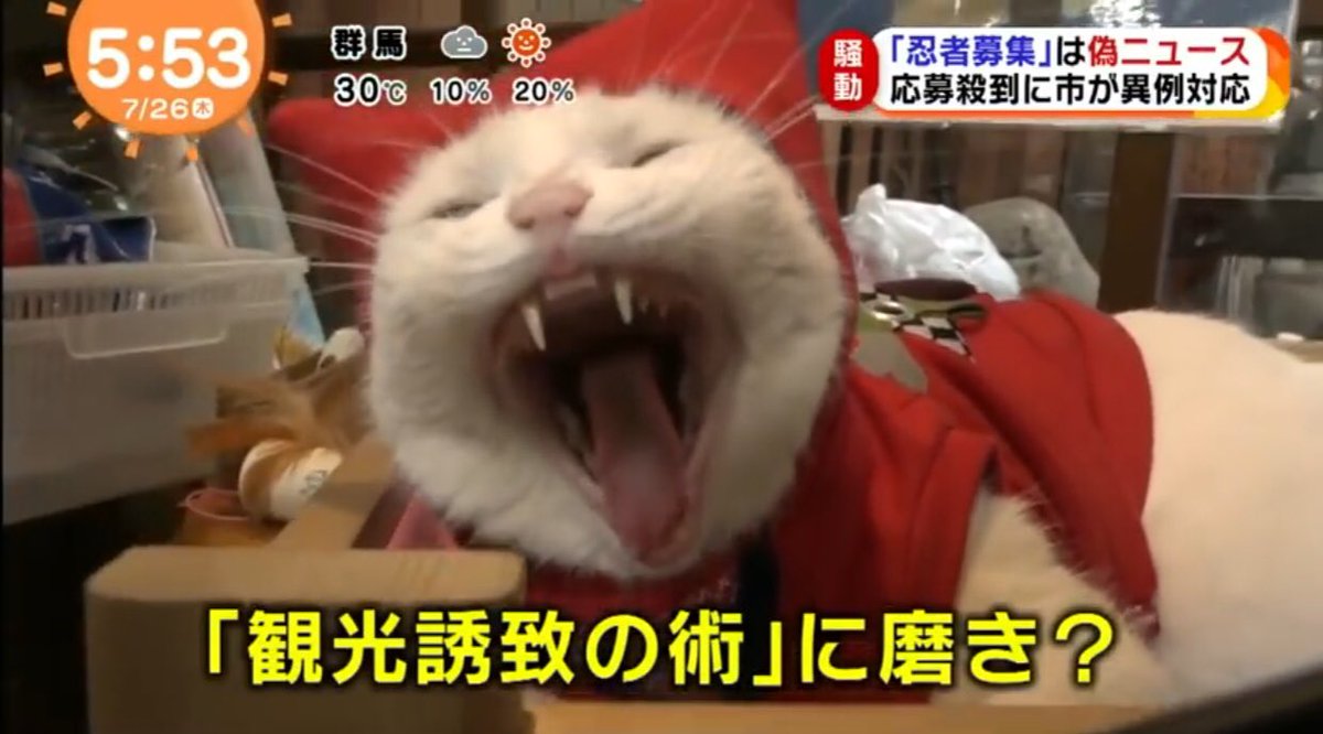 ぐるにゃん フォローが勝手に外れてる Pa Twitter この間tvをつけたらめざましtvで 忍者騒動なるものの中で忍者猫が くノ一姿が決まってる 茶々ちゃん 元は捨て猫だったんだって 可愛い これは伊賀まで会いに行きたいなぁ 忍者ねこ Ninjya Cat ぐるにゃん フォローが勝手に外れてる Pa Twitter この間tvをつけたらめざましtvで 忍者騒動なるものの中で忍者猫が くノ一姿が決まってる 茶々ちゃん 元は捨て猫だったんだって 可愛い これは伊賀まで会いに行きたいなぁ 忍者ねこ Ninjya Cat