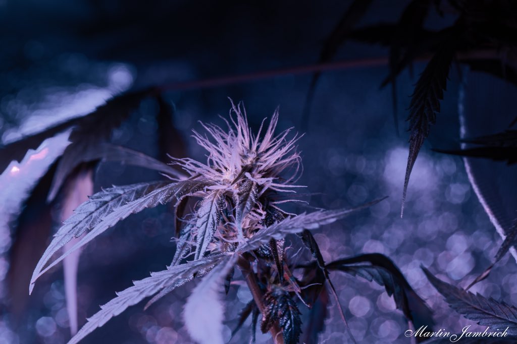 Passion               #MedicalMarijuana #marihuana #Passion #meditation #photooftheday #canon_photos