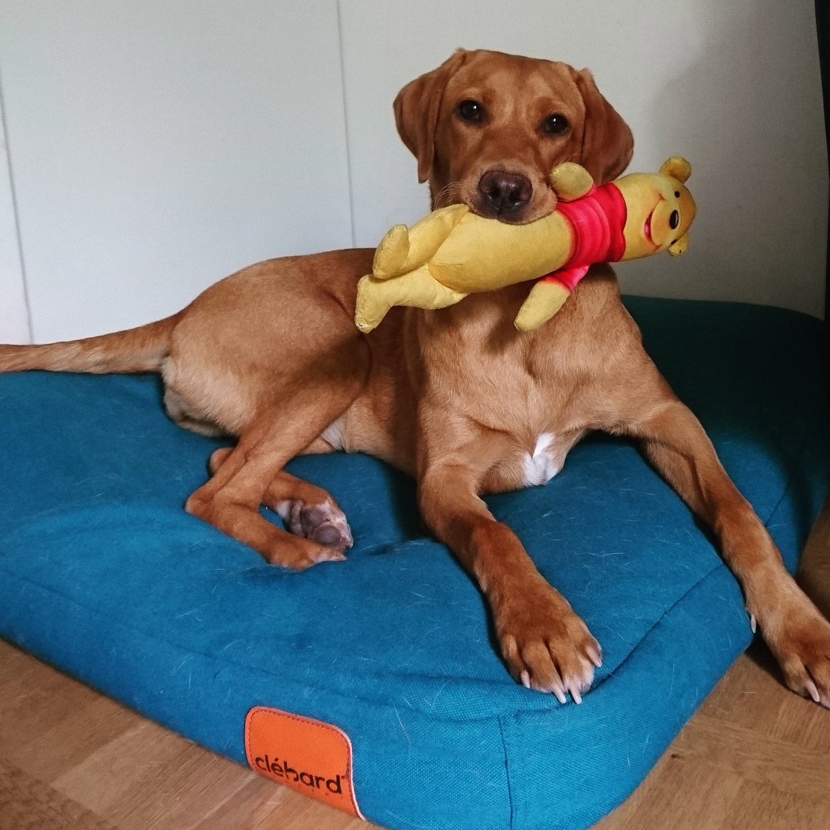 FuturChienGuide's tweet photo. Nollie et son Winnie, tout simplement 😍

#chienguide #chiensguides #chiensguidesparis #chienguidedaveugle #elevechienguide #clebardconcept #Winnie #winniethepooh #moustaches #futurchienguide #guidedog #guidedogs #labrador #labofinsta #laboftheday #NollieChienGuide https://t.co/rsR88NIVIl