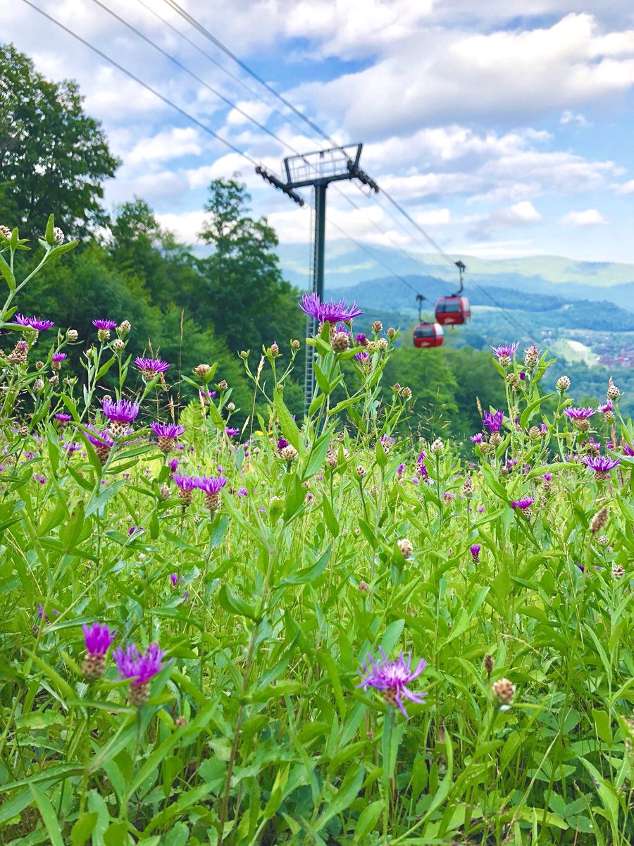 StoweMtResort's tweet photo. Remember to stop and smell the wildflowers.🌸 #stowesummer #stowemt
📸: @jesslaflin https://t.co/fNnc4uwjTL
