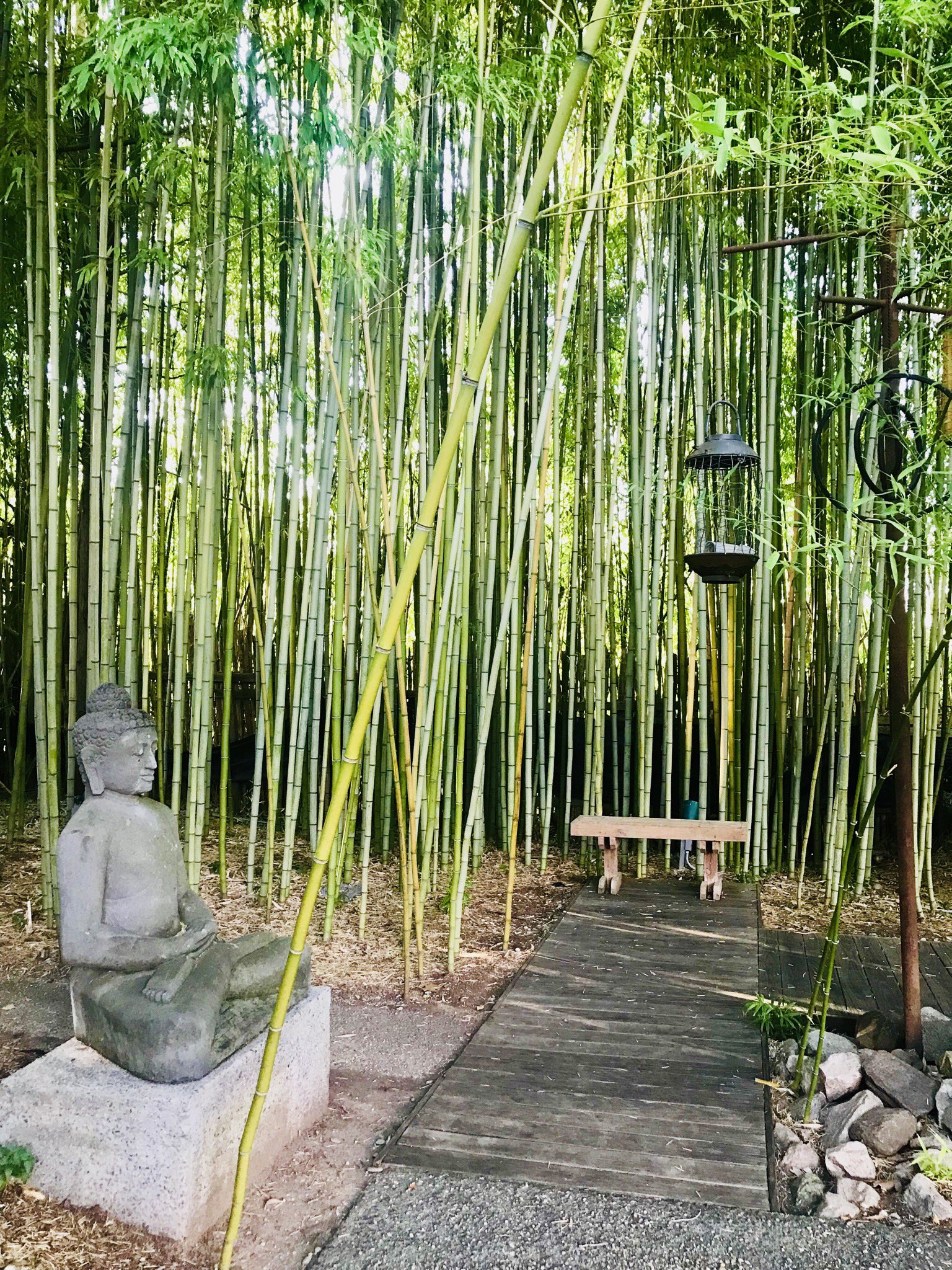 Bamboo Zen