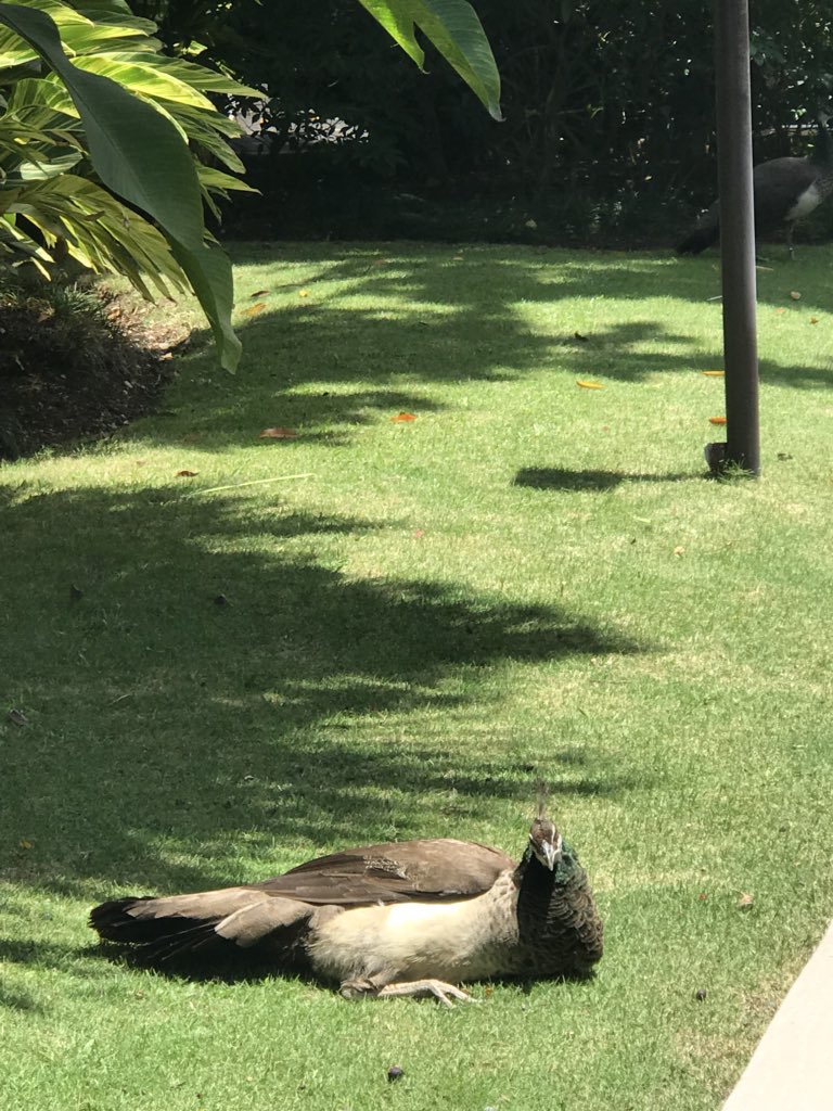 Day 8 of Honeymoon, at @SandalsResorts #SandalsRoyalPlantation , the peacocks around here love me #birbwhisperer