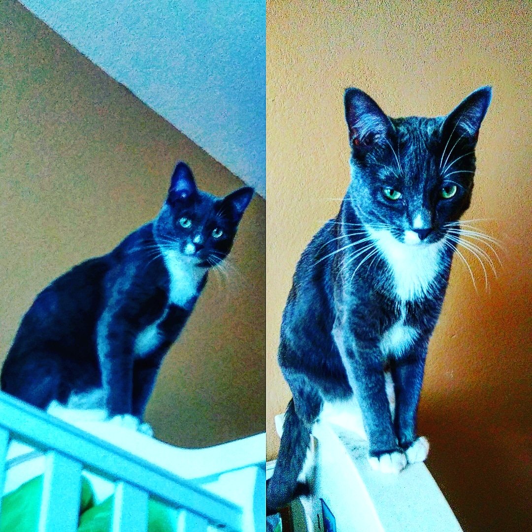 KingTomTom4's tweet photo. Just chilling today the left side is a far away zoomed photo but as the right is the close up yeah i am a king Bow down to me Lol 😸 #WakingUpInTheMorning #TryingToWakeUp #MorningTime #YouTuberKat #YouTuneChannel @YouTube @Twitter @instagram https://t.co/AuTxjh6vbB