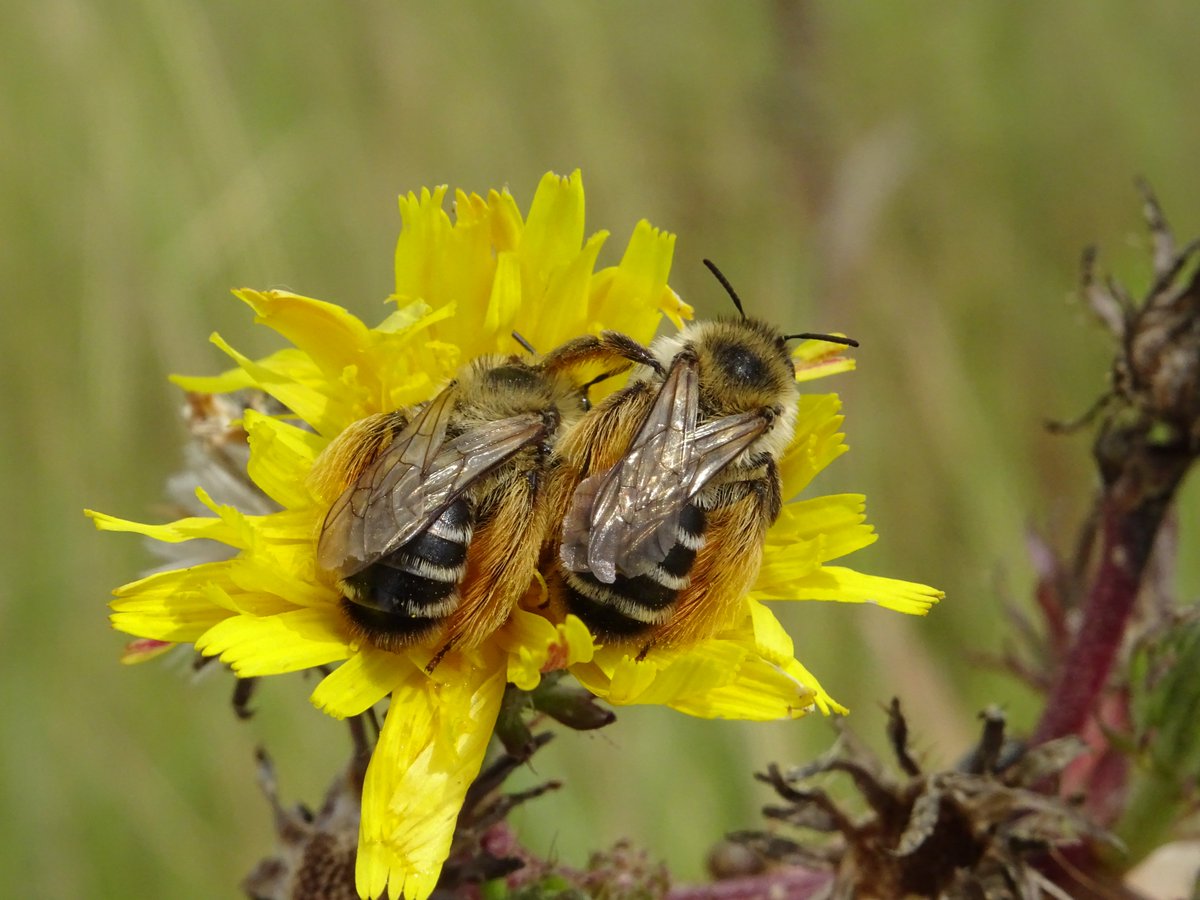 Bex_Cartwright's tweet photo. Fab day at #RSPBCliffePools looking at early-successional habitats for invertebrates. Dasypoda hirtipes (Pantaloon Bee) put on a spectacular show today, there must be huge numbers using the site. https://t.co/sres5AfgtU