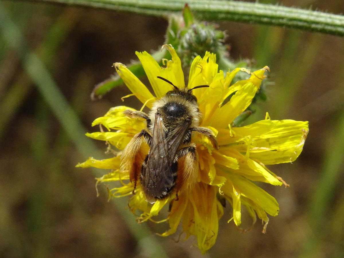 Bex_Cartwright's tweet photo. Fab day at #RSPBCliffePools looking at early-successional habitats for invertebrates. Dasypoda hirtipes (Pantaloon Bee) put on a spectacular show today, there must be huge numbers using the site. https://t.co/sres5AfgtU
