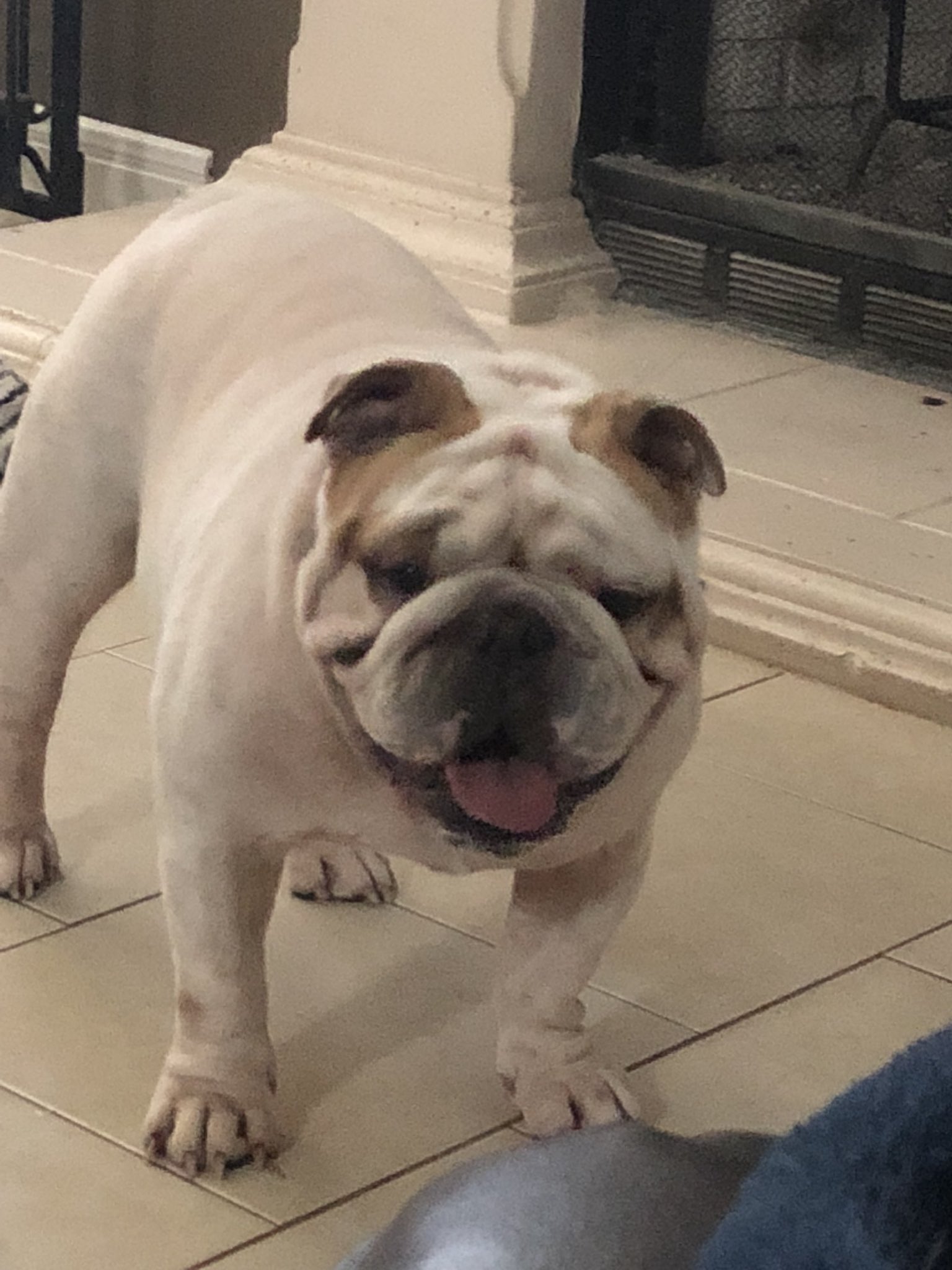 English bulldog sales breeders midwest