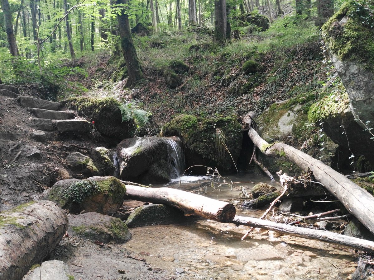 Skizzenbildner's tweet photo. Hier noch ein paar Bilder von meiner gestrigen Tour bei #Ernzen. Zu sehen sind die beeindruckenden Felsenpfade des Prümtals, die dortige Hopfenplantage und das Naturdenkmal Falkenlay. #Wandern #Sommer2018 https://t.co/yr7sHbX0k4