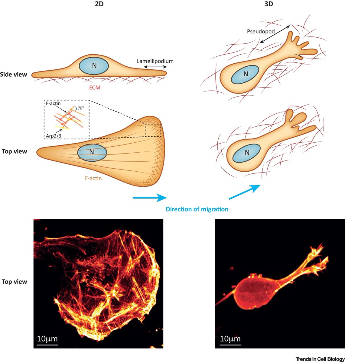 mmw_lmw's tweet photo. Studying #Cell_Movement in a 3D Matrix | the Dynamcs of ActinBased Cell Protusions | #OpenAccess REVIEW | Tobias Zech @LivUni @TrendsCellBio https://t.co/D97LA5se9E | #JulyReCap https://t.co/tZB6nbnG2b
