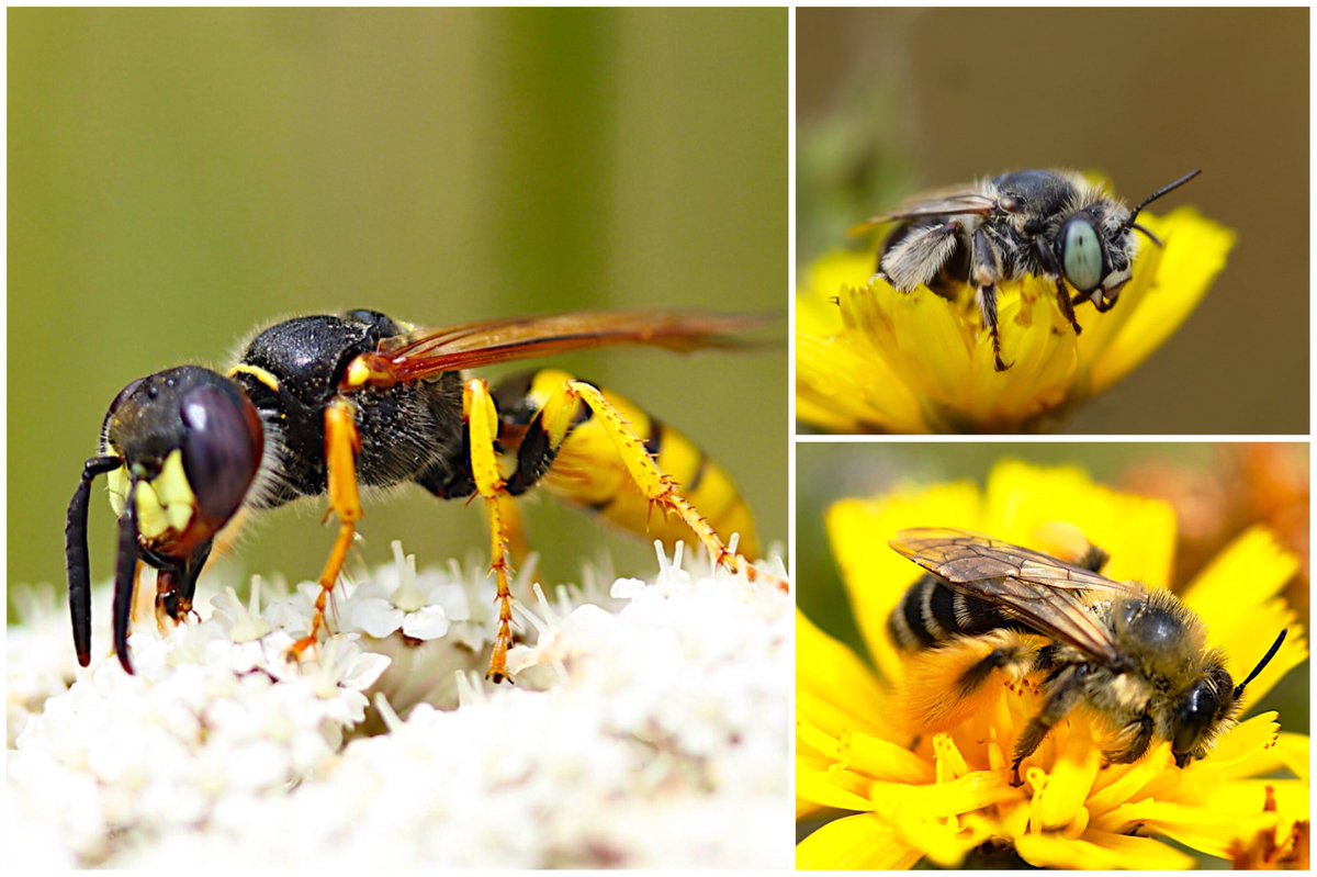 BillyBloodworm's tweet photo. Looking at bee & wasp habitats at Cliffe today: Bee Wolf, Green-eyed & Pantaloon Bees all abundant #RSPBEcology #bareground https://t.co/X6TKktZif3