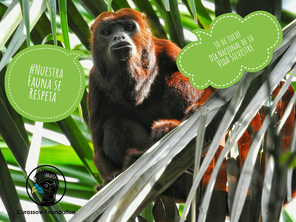PaujilF's tweet photo. Hoy @CurassowF se une a la celebración del #DiaNacionaldelaVidaSilvestre y queremos invitarlos a proteger la fauna y flora de nuestros territorios.

#Nuestrafaunaserespeta
#monoaullador #RedHowlerMonkey #AlouattaSeniculus https://t.co/CYhlCAfzzR