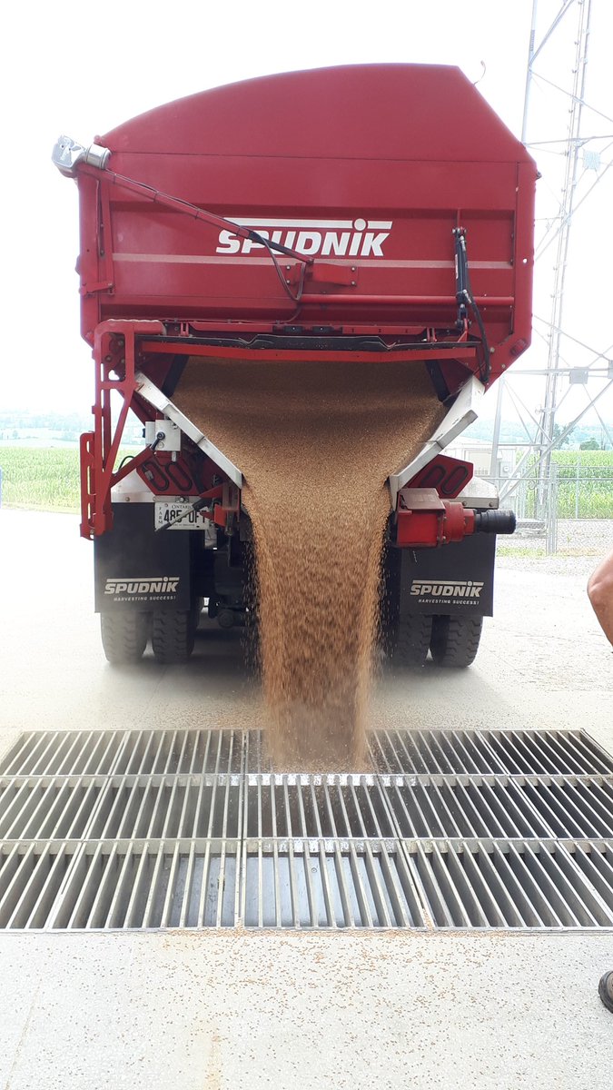 Nice day for wheat
#wheat18