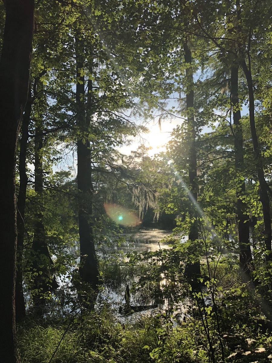 smkanderson's tweet photo. #DukeTimeOff camping at #MerchantsMillpond @NCparks in Gatesville NC #duke360 https://t.co/pN4kj6xYEL