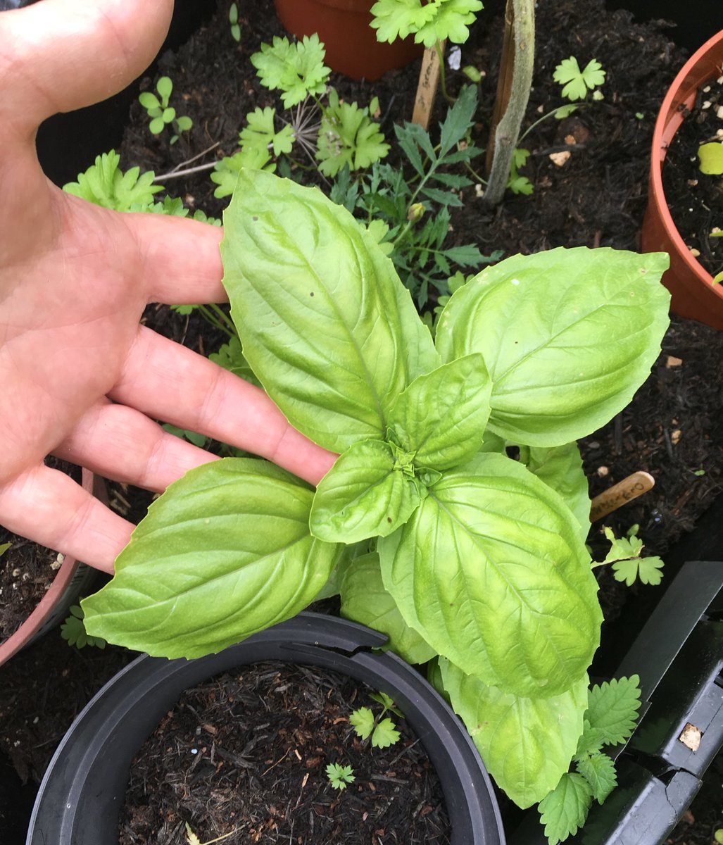 janet_t_55's tweet photo. @GardensHour my first tomatoes!
...and for #herbweek...giant Italian basil 😄🌱#gardenshour https://t.co/XQm9C4VHs7
