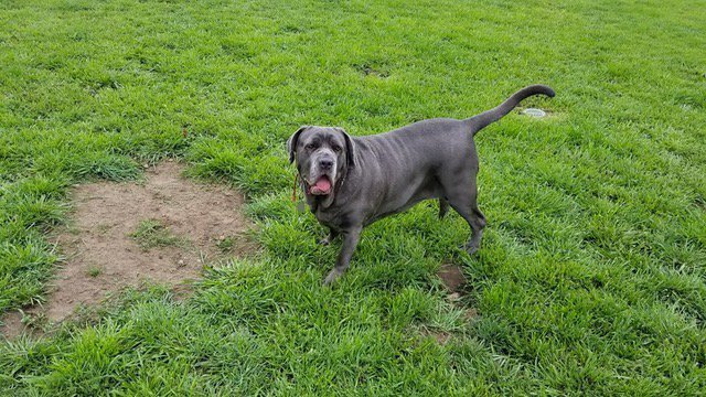 <a href="/danapixie/">Mitzi & Madi's staff. LOVE Daffy & TSK 🌈❤️😢💔</a> TYSM❤️🐶

💥 PLEASE RETWEET❣️
#Anipals #DogLovers #SanDiego #Dogs

💔 LOST FAMILY DOG 🐶❤️
RAIN is a Neapolitan Mastiff, female, spayed, 
130 lbs, microchipped, wore collar &amp; tags
.
If you see Rain 🐶❤️
PLEASE PHONE 858-245-7694. TY❤️