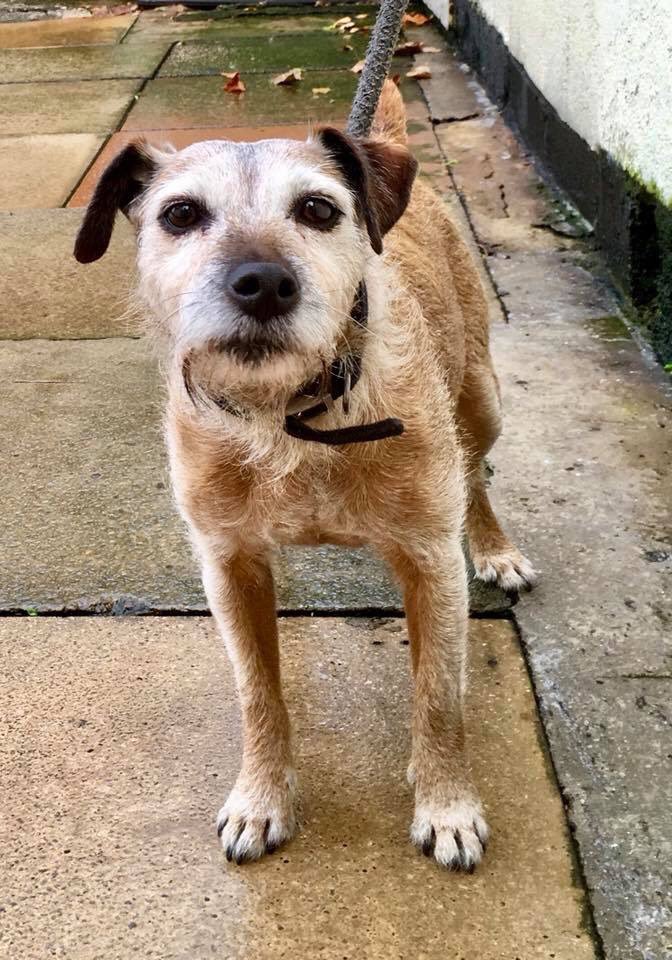 Please meet Holly, currently in the stray Kennels, sadly another oldie who will need our help if not claimed in 7 days 😢