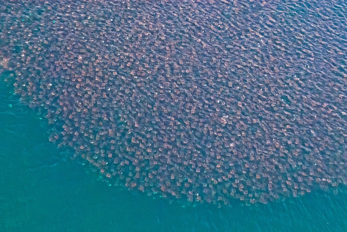WalterMunk_'s tweet photo. ( Mobula Munkiana 1987 ) Munk's Devil Ray is found in tropical oceanic and coastal waters. It can be alone, in small groups or in schools, near the surface of the sea or near the seabed. #WalterMunk #MunkDevilRay #OceanConservation #PacificOcean #WalterMunkFoundation https://t.co/6ut80gBuFb