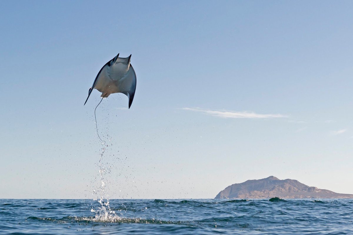 WalterMunk_'s tweet photo. ( Mobula Munkiana 1987 ) Munk's Devil Ray is found in tropical oceanic and coastal waters. It can be alone, in small groups or in schools, near the surface of the sea or near the seabed. #WalterMunk #MunkDevilRay #OceanConservation #PacificOcean #WalterMunkFoundation https://t.co/6ut80gBuFb