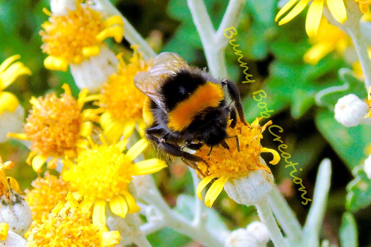 #bumblebee #beehappy #beeoftheday #beebeautiful #beekind #bee_features #bee_seen #bee_socute #busybee  #buzzbuzz #beebusy #beephoto #beephotos #littlebees #beesforlife #beesforever #bestofourshire #bee_outside #madeinscotland #beautifulaberdeenshire #scottishart #scottishartist