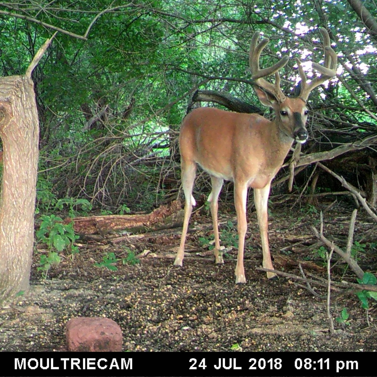 Manderson9beioo's tweet photo. @BessDbess @TrailCamNation  https://t.co/SbSMfGhDo4