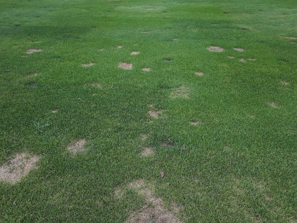 josepcirera's tweet image. #summerpatch o #magnaportepoae en #poapratensis.
La solución pasa por reducir  las aportaciones de Nitrógeno, levantar altura de siega, mejorar el drenaje, reducir pisoteo  y utilizar variedades resistentes como #Prafin