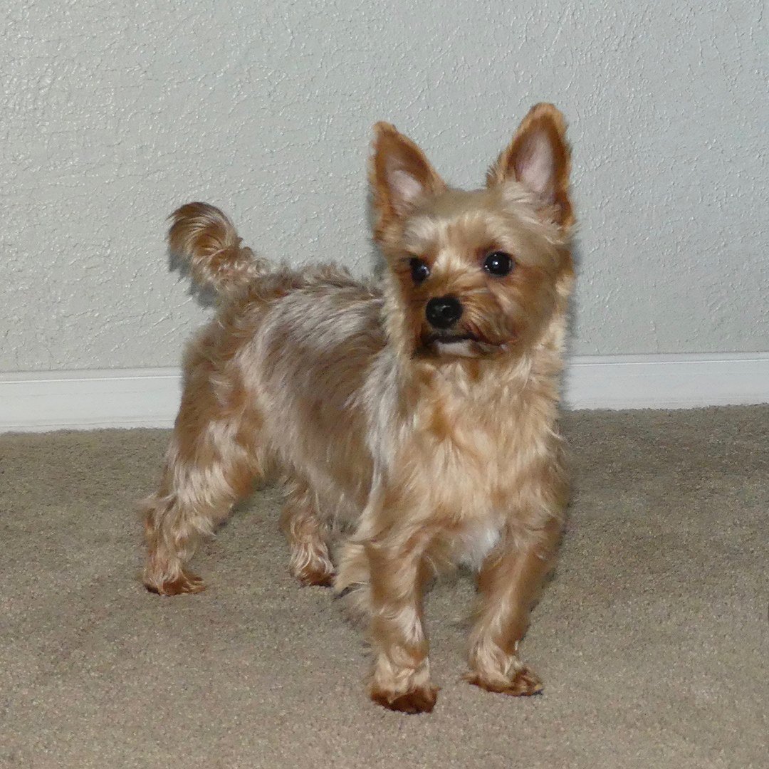 white ocean pearl yorkie