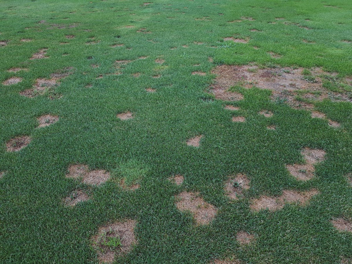 josepcirera's tweet image. #summerpatch o #magnaportepoae en #poapratensis.
La solución pasa por reducir  las aportaciones de Nitrógeno, levantar altura de siega, mejorar el drenaje, reducir pisoteo  y utilizar variedades resistentes como #Prafin