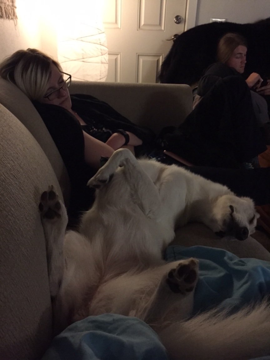 tripawdsnowball's tweet photo. Mom and I are lively company, there is no question #longday #couchnap #oops #accidentalnap #nubsup #tripawd #amputee https://t.co/A7eux4Vlnq