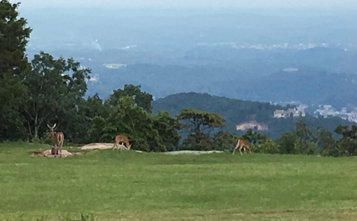 sanditrac's tweet image. She brought the twins out today. Usually she only brings one at a time....