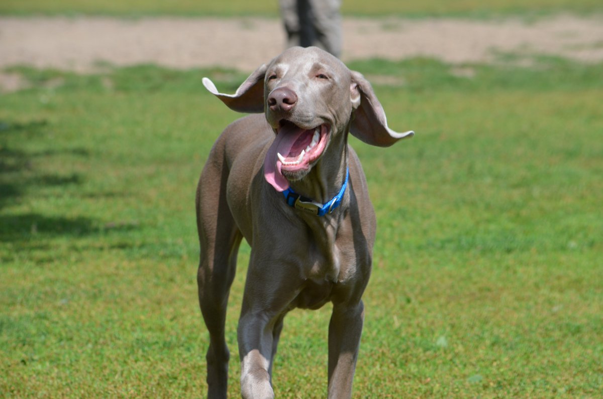 DogsCA's tweet image. #Happy #Dog #Days of #summer