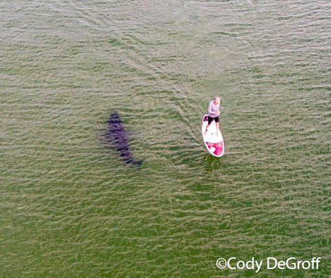 A_WhiteShark's tweet photo. ‘Close encounter of a peaceful kind.’ Yesterday morning Cody DeGroff (@Cdegroff10) captured these amazing photos of a white shark near a SUP just north of Nauset public Beach. The paddle boarder did not see the shark. https://t.co/DQCeM3w7nf