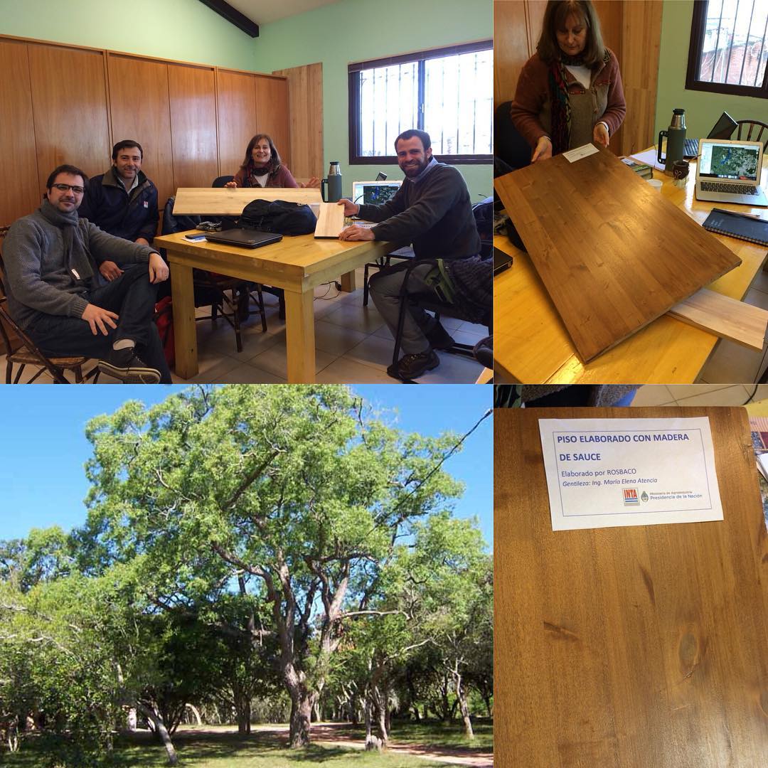 jerovalle's tweet photo. En la AER Delta del Paraná INTA @eeadelta comenzamos una línea de trabajo con la reintroducción de Salix humboldtiana (Sauce criollo) en la cuenca del río Luján, @MunicipioPilar.
Fortaleciendo #CorredoresBiodiversidad y #EmpleoSustentable preservando los #humedales y su gente. https://t.co/HE9vPKY5Ge