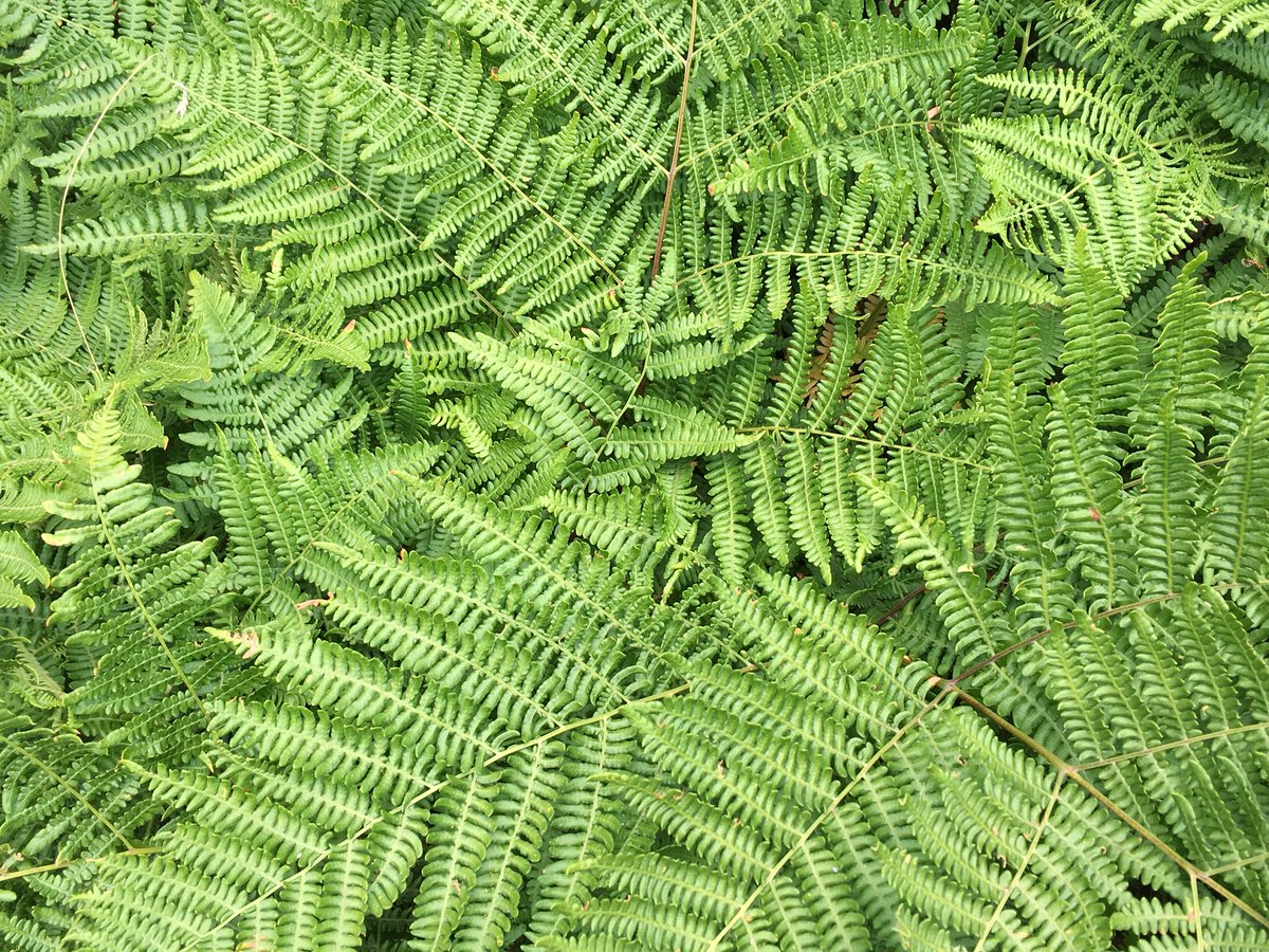 karenvaites's tweet photo. Ferntastic
#funwithcaptions #summervacation #hikingadventures https://t.co/NIvPcLyCbI