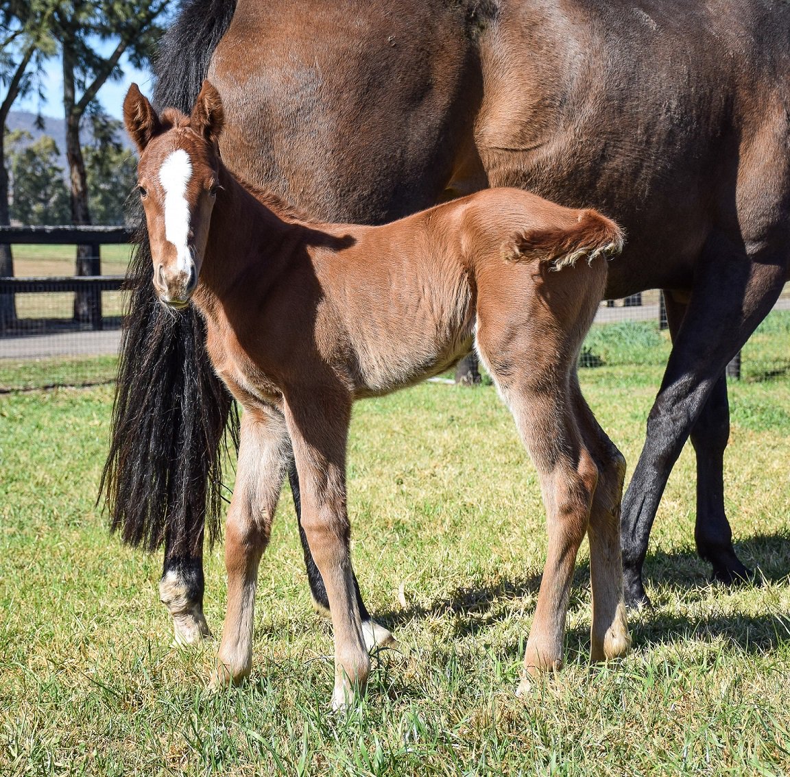 NewgateFarm's tweet photo. We are extremely delighted to announce EXTREME CHOICE'S first foal! She is an absolute belter!!! #ExtremelyGood #ExtremeFoals #ItsPossible #RaisingRacehorses https://t.co/4EQxq2NSDu