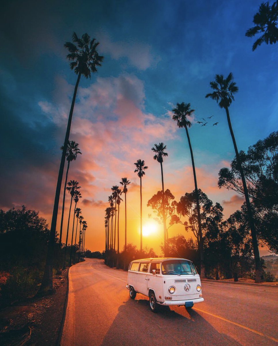 visual_supply's tweet image. Colorful palms 🌴