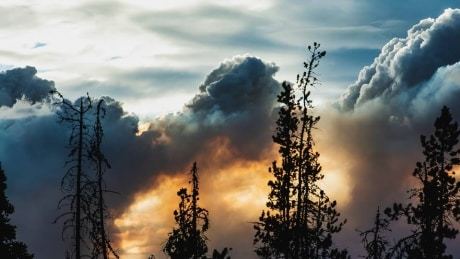 CBC Edmonton tweet media