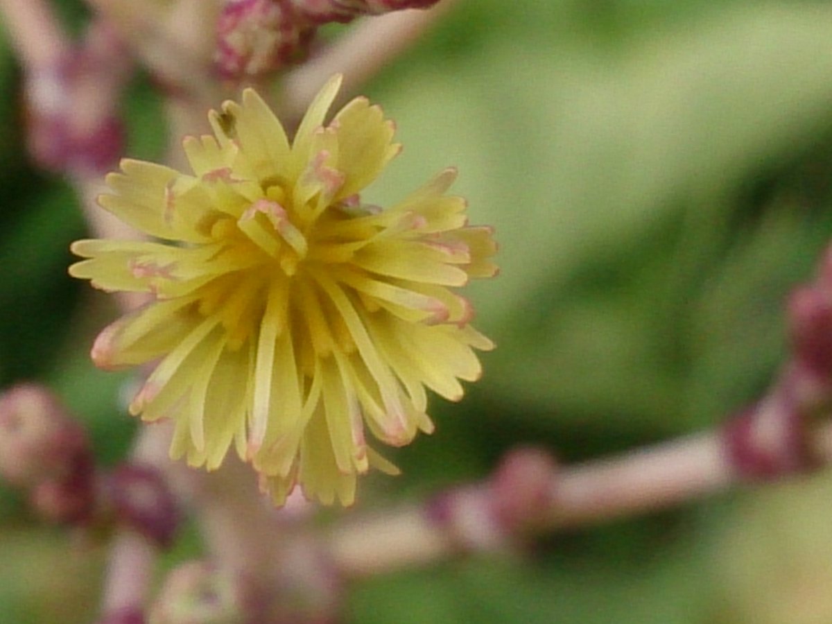 サニーレタスの花