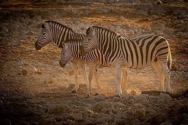 Snitzerphoto's tweet photo. The Three Musketeers in the Namibian Desert.
.
.
.
#nature #beautifuldestinations #earthfocus #keepitwild #discoverglobe #discoverearth #nationalgeographic #nationalgeoadventure #natgeo #earthpix #earthofficial #roamtheplanet #visualsoflife #ourplanetdai… https://t.co/U4SBDll1t7 https://t.co/hPuloGcsrB
